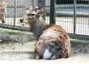 動物図鑑、タイワンジカ